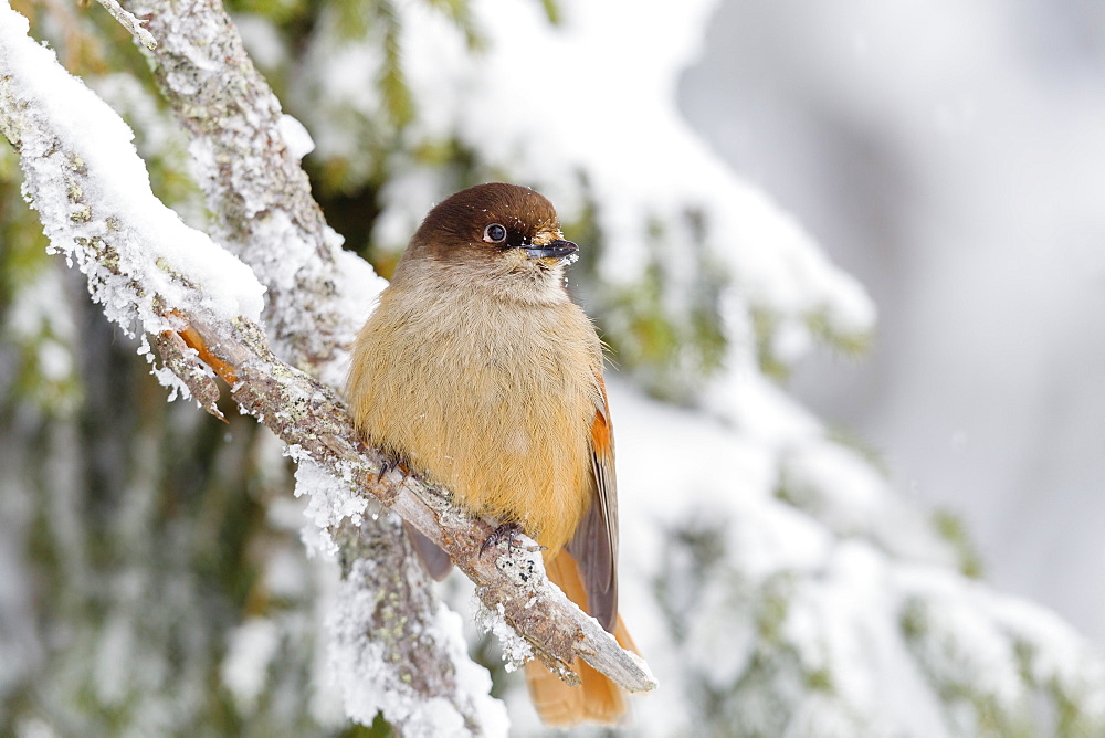 Siberian jay (Perisoreus infaustus), perched on a snow covered branch, Taiga Forest, Finland, Scandinavia, Europe