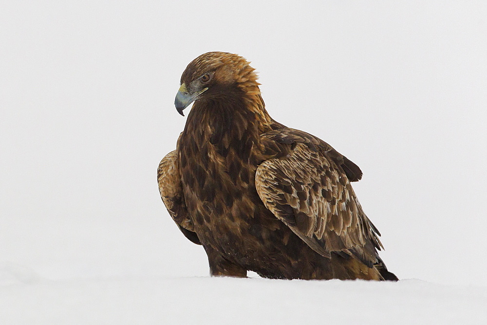 Adult golden eagle (Aquila chrysaetos) surrounded by snow during a harsh winter in the Taiga Forest, Finland, Scandinavia, Europe