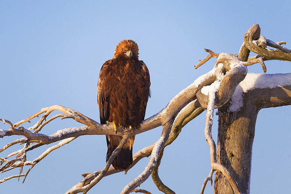 Juvenile golden eagle (Aquila chrysaetos) perched on a snow covered high tree lit by the low winter sun, Taiga Forest, Finland, Scandinavia, Europe