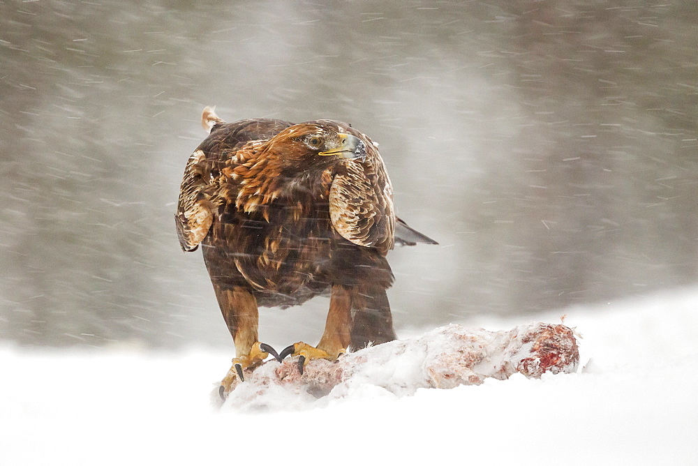 Adult golden eagle (Aquila chrysaetos), talons attached to prey during a snow blizzard and sub zero winter temperatures, Taiga Forest, Finland, Scandinavia, Europe