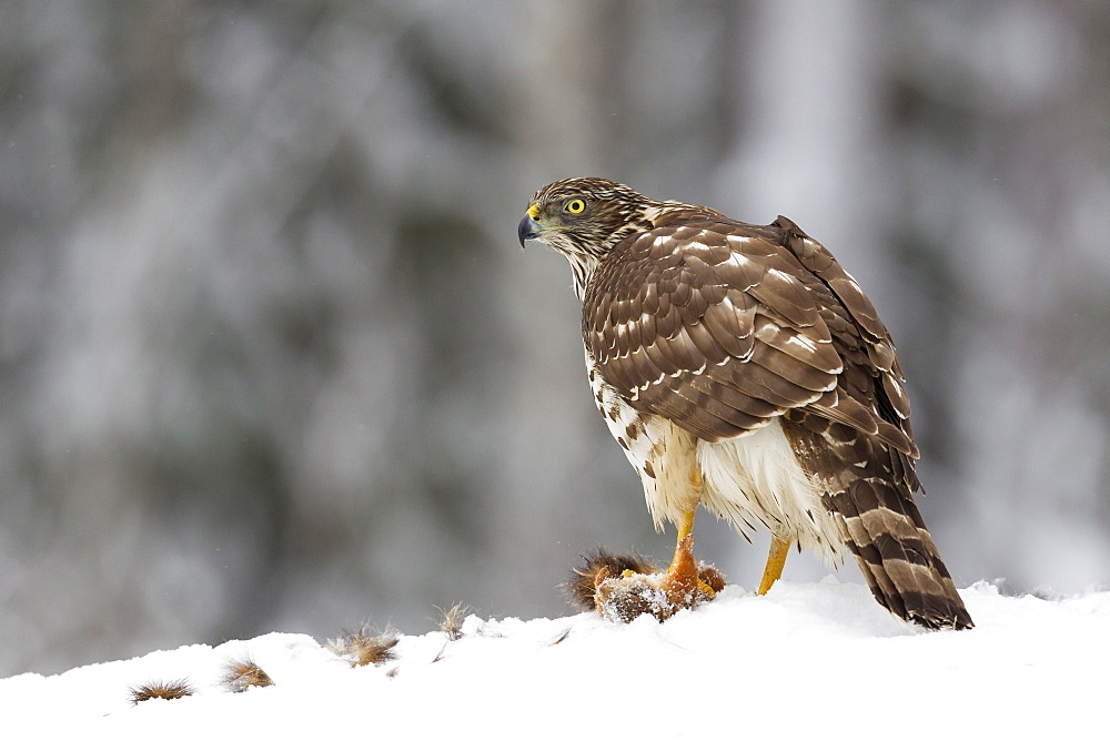 Juvenile goshawk (Accipiter gentilis) in the snow paying attention to noises and potential threats with its prey beneath talons, Taiga Forest, Finland, Scandinavia, Europe