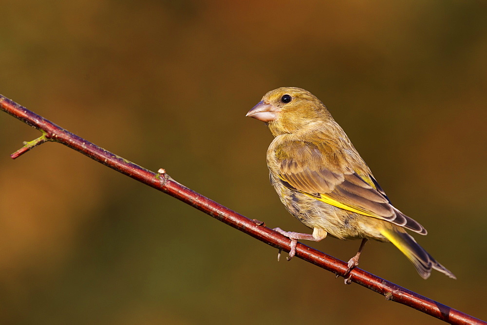 Greenfinch (Carduelis chloris) perched on a dogwood branch in a garden, Cheshire, England, United Kingdom, Europe