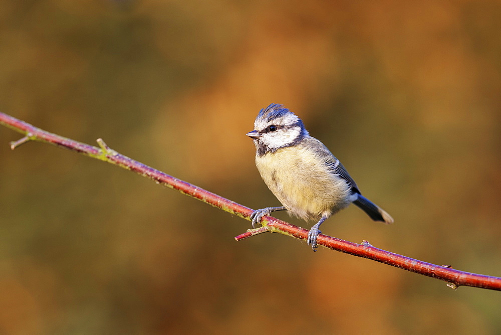 Blue tit (Cyanistes caeruleus) garden bird, perched on a dogwood branch in the autumn, Cheshire, England, United Kingdom, Europe