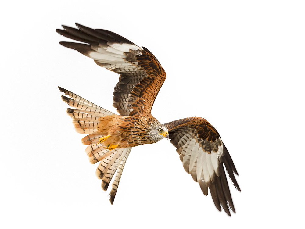 Red kite (Milvus milvus) in flight low above a snow covered field hunting for food, Wales, United Kingdom, Europe