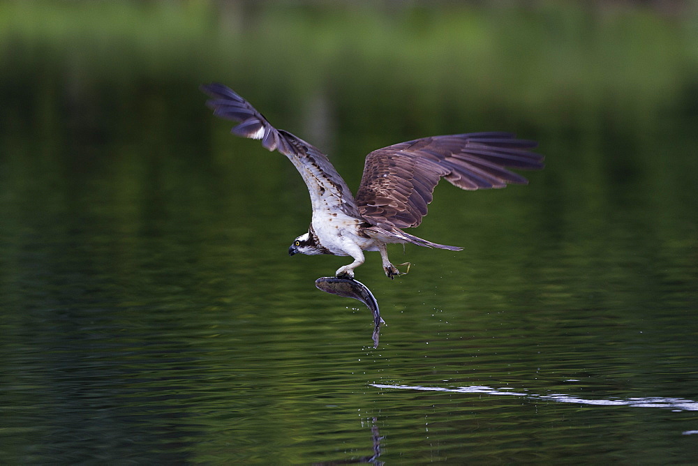 Osprey (Pandion haliaetus) leaving a small loch with a fish in its talons, Scotland, United Kingdom, Europe