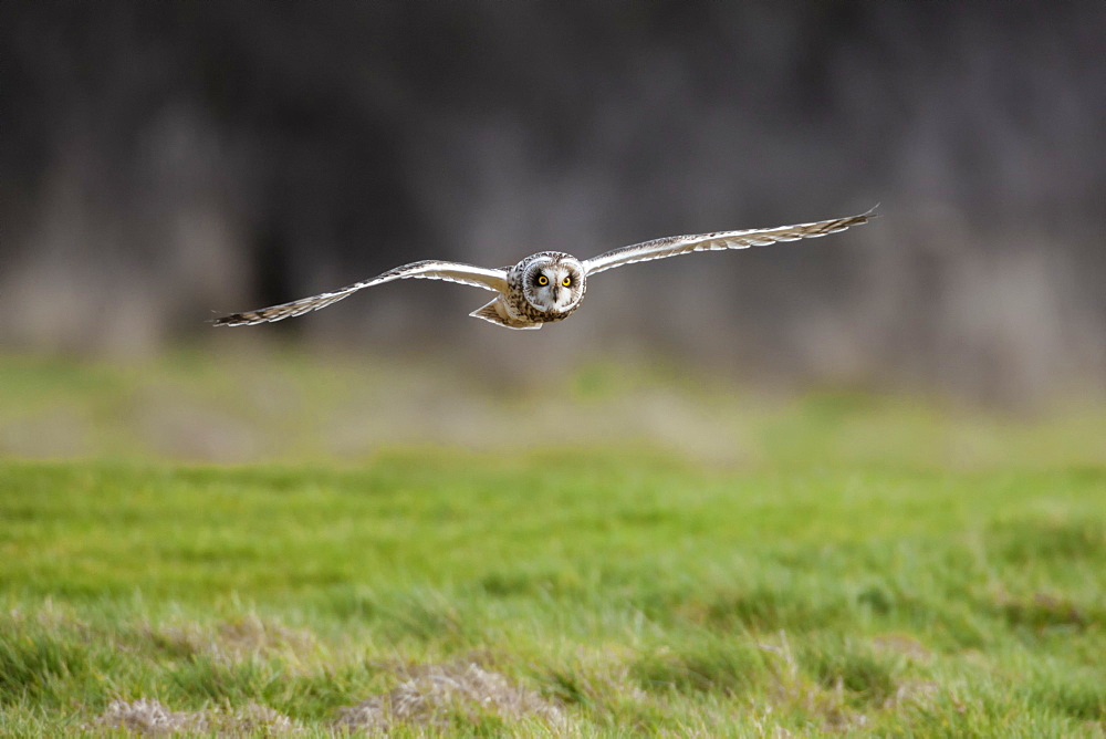 Short-eared owl (Asio flammeus) flying low over rough grass hunting for prey, Cheshire, England, United Kingdom, Europe