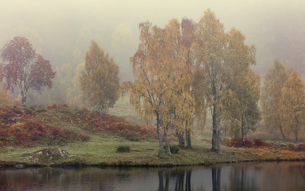 Autumn colour along the shore of Loch Tummel with mist lingering in the valley, Scottish Highlands, Scotland, United Kingdom, Europe