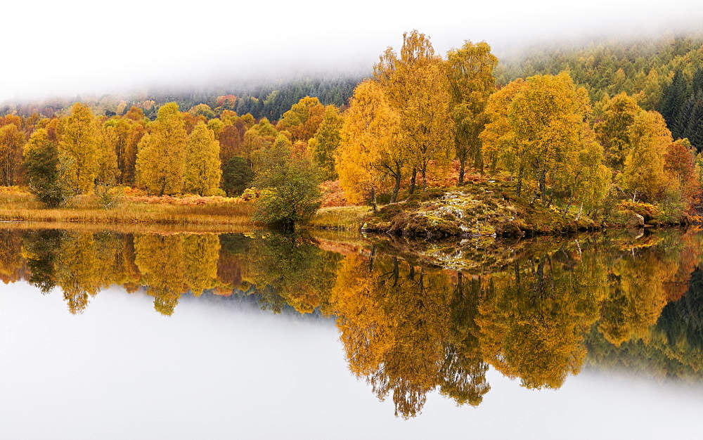 Golden colour of autumn with trees and fog reflected in Loch Tummel, Pitlochry, Perthshire, Scotland, United Kingdom, Europe