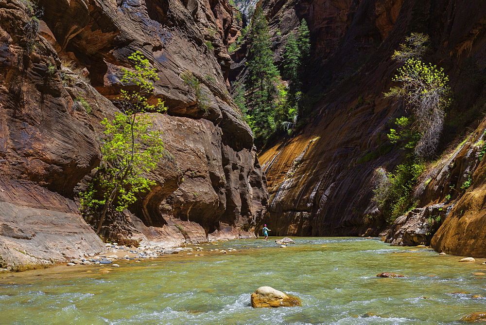 Walking in the Virgin Narrows in Zion National Park, Utah, United States of America, North America