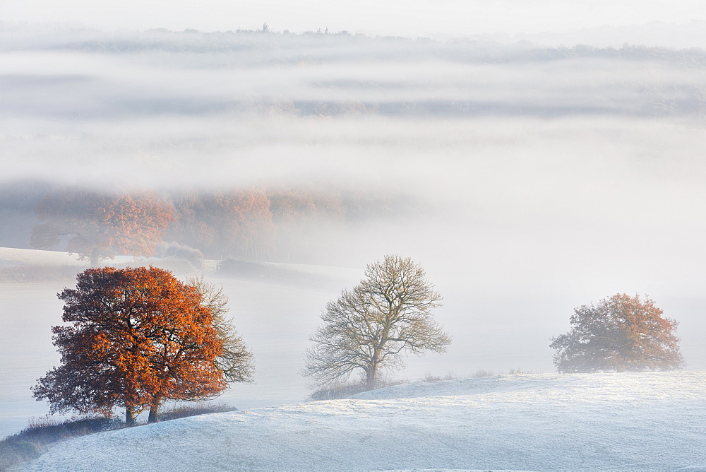 Fog flows around the trees of Delamere Forest with autumn colour and frost on the Cheshire plain, Cheshire, England, United Kingdom, Europe