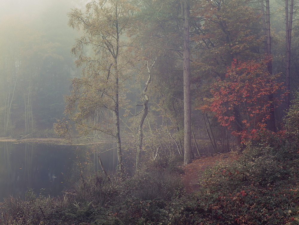 Autumn fog descends into the trees surrounding Dead Lake in Delamere Forest, Cheshire, England, United Kingdom, Europe