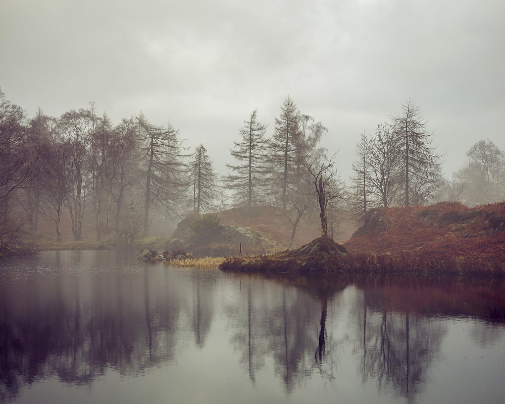 Bare trees surrounding the banks of Holme Fell Tarn on an overcast winters day in the Lake District National Park, UNESCO World Heritage Site, Cumbria, England, United Kingdom, Europe