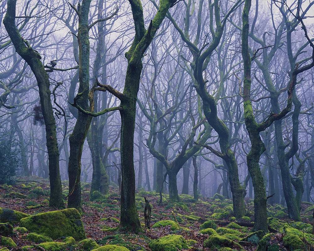 Twisted gnarled trees spiral to the light on a misty morning in Padley Gorge, Derbyshire, England, United Kingdom, Europe