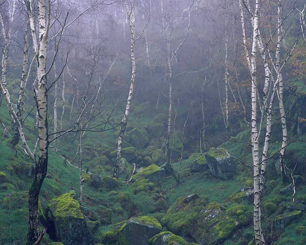 Mother nature recolonises an abandoned quarry in the Peak District, Derbyshire, England, United Kingdom, Europe