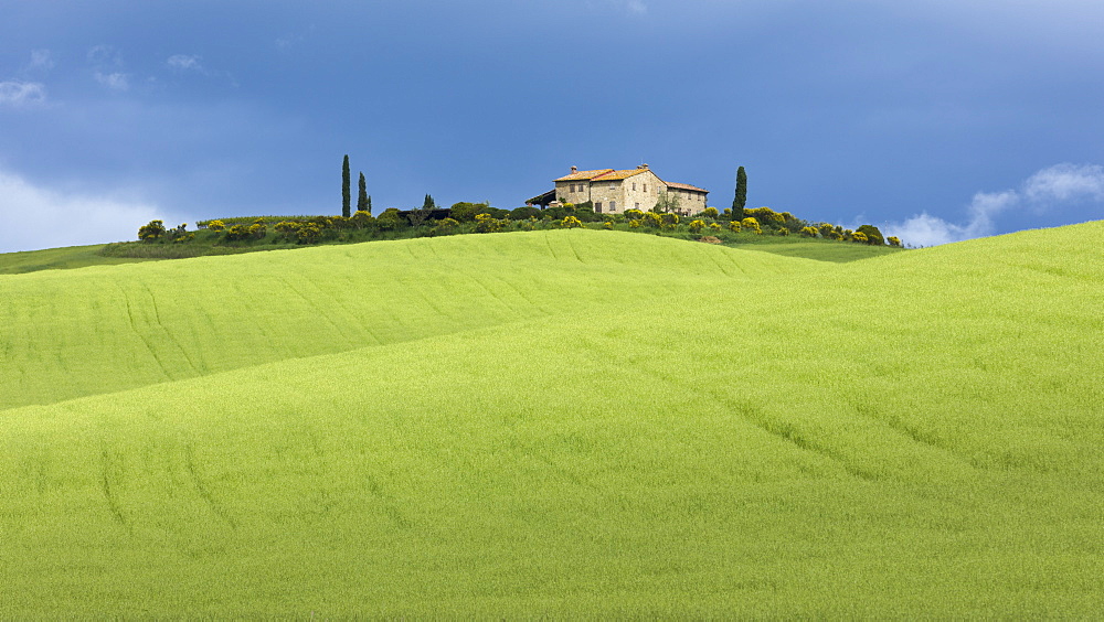 A single Tuscan farmhouse perched on top of a hill beyond verdant rolling green fields of the Val d'Orcia, UNESCO World Heritage Site, Tuscany, Italy, Europe