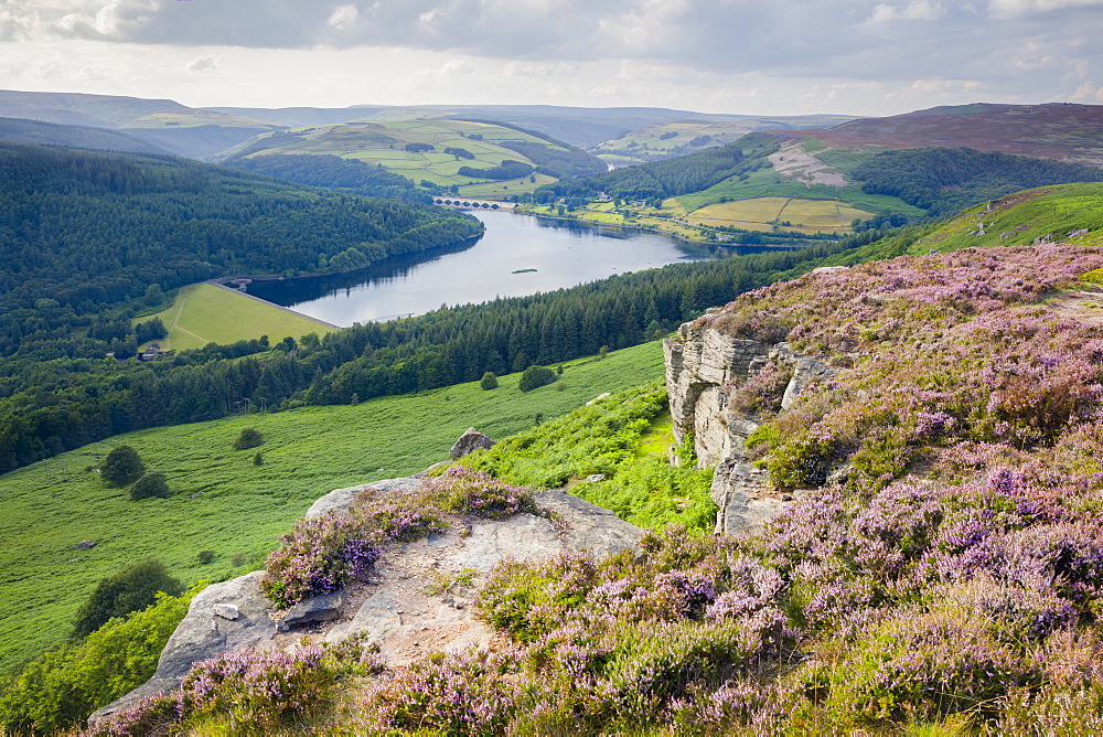 Summer heather in full bloom along Bamford Edge above the Ladybower Reservoir in the Peak District, Derbyshire, England, United Kingdom, Europe