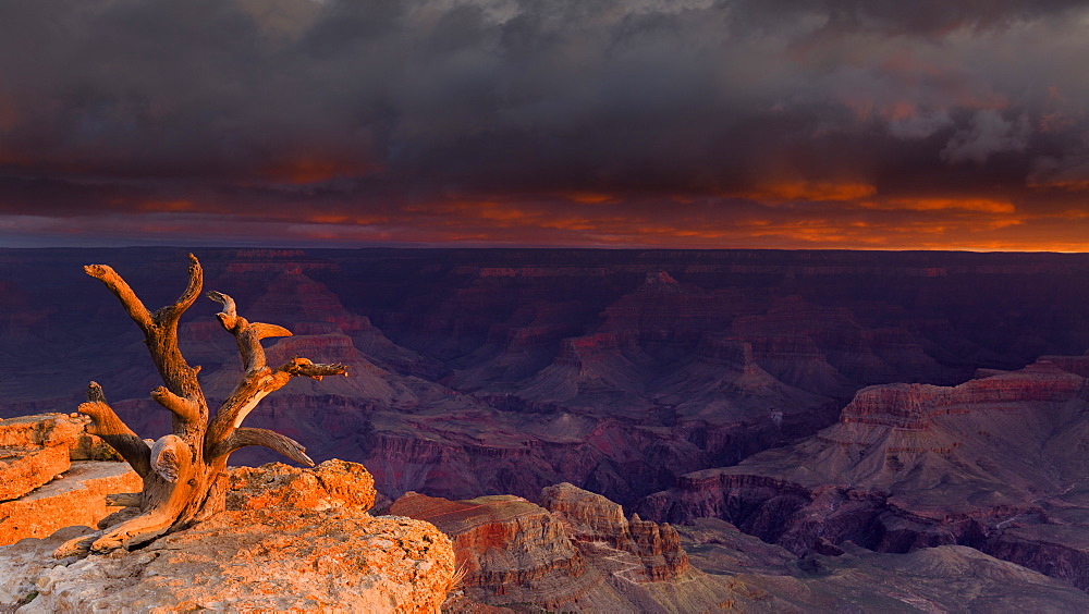 First light illuminates an old gnarled tree embedded in rocks with unsurpassed views of the Grand Canyon below, UNESCO World Heritage Site, Arizona, United States of America, North America