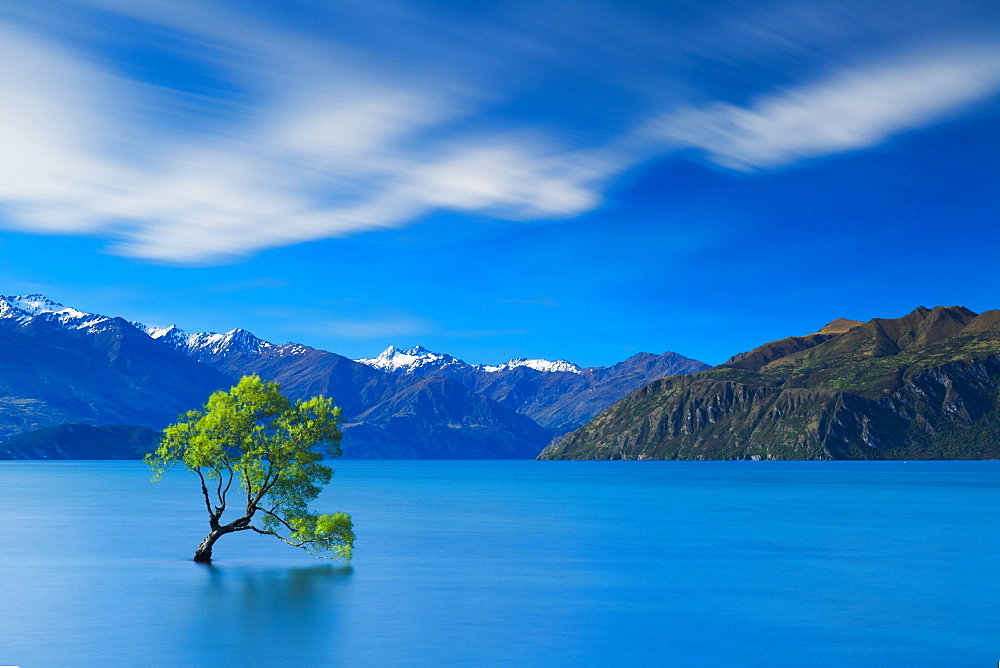 A lone tree stands defiantly within the waters of Lake Wanaka with the snow capped peaks of Mount Aspiring National Park beyond, Otago, South Island, New Zealand, Pacific