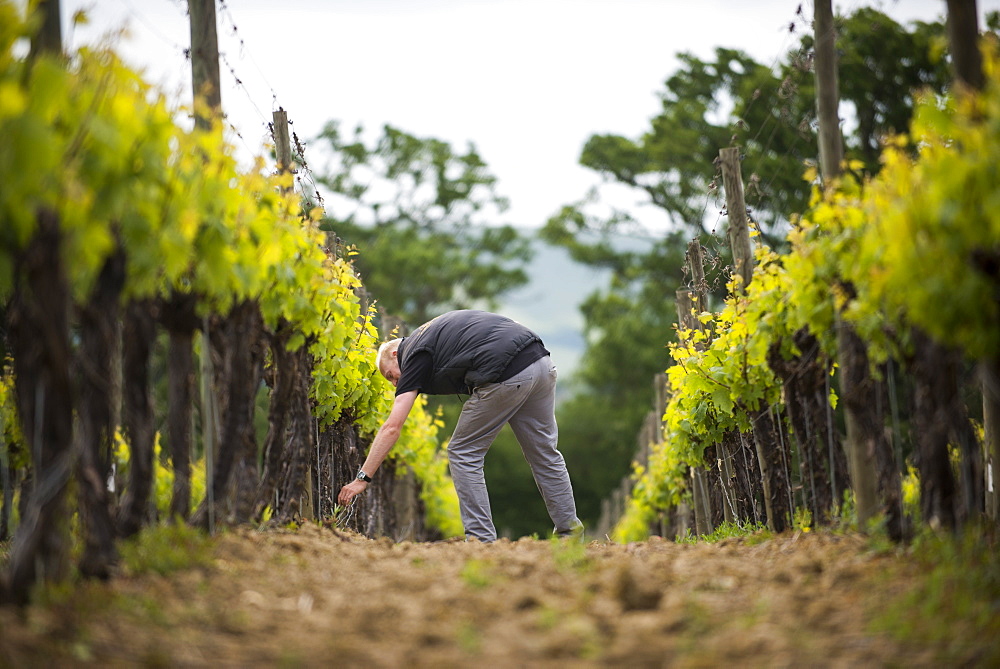 Inspecting budding grapes in a vineyard in Sussex, England, United Kingdom, Europe