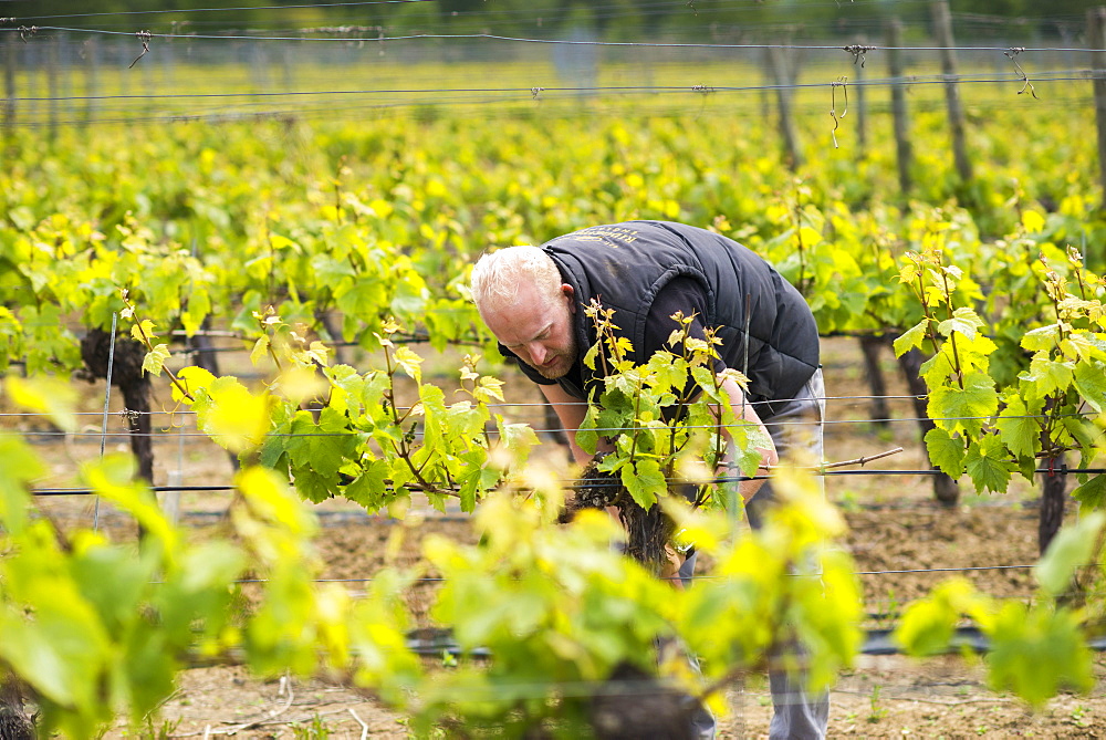 Inspecting budding grapes in a vineyard in Sussex, England, United Kingdom, Europe