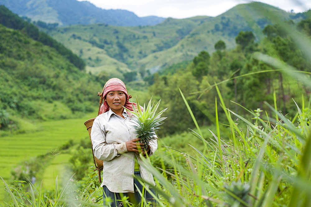 A girl harvests pineapples in Northeast India, India, Asia