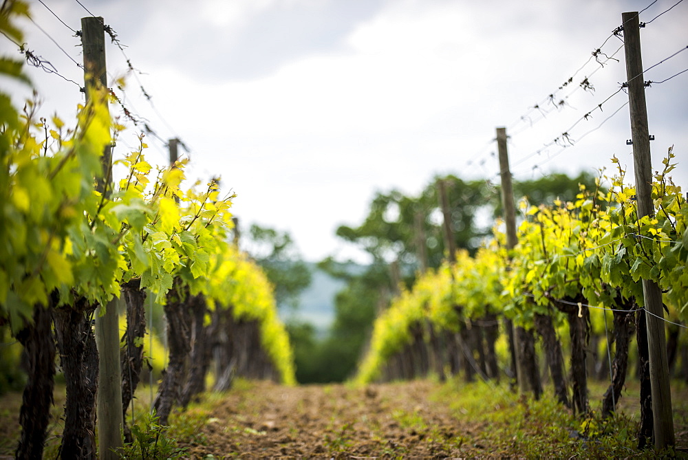 A vineyard in Sussex, England, United Kingdom, Europe