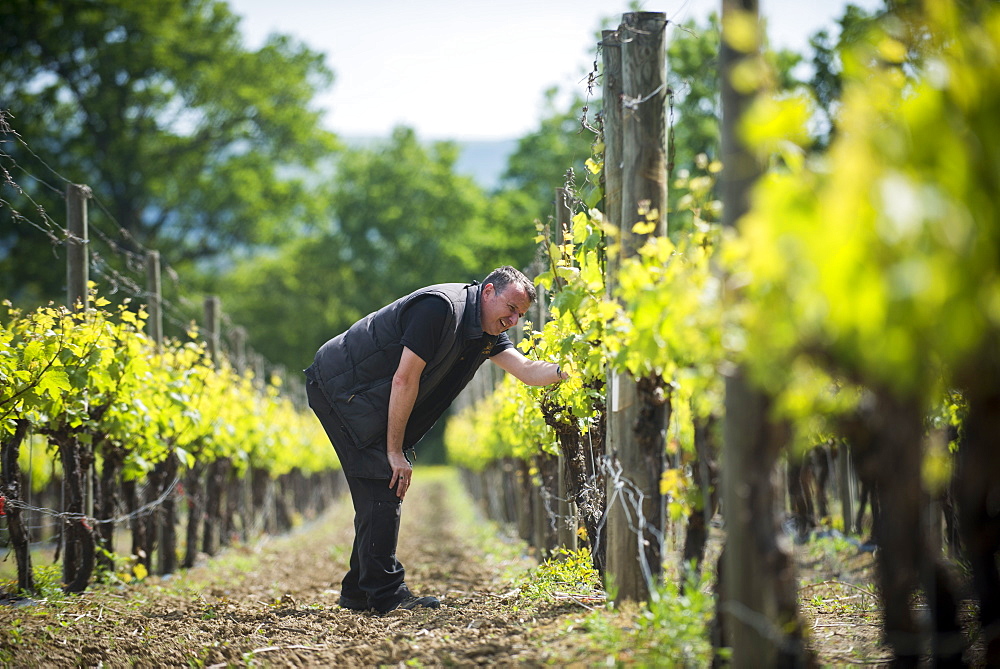 Inspecting budding grapes in a vineyard in Sussex, England, United Kingdom, Europe