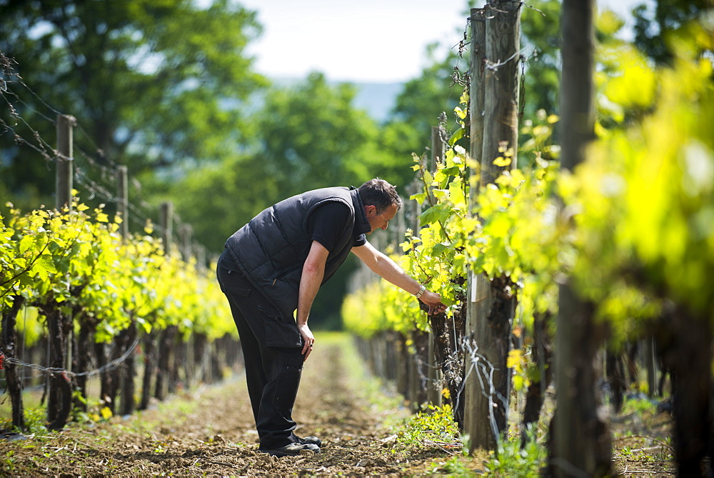 Inspecting budding grapes in a vineyard in Sussex, England, United Kingdom, Europe