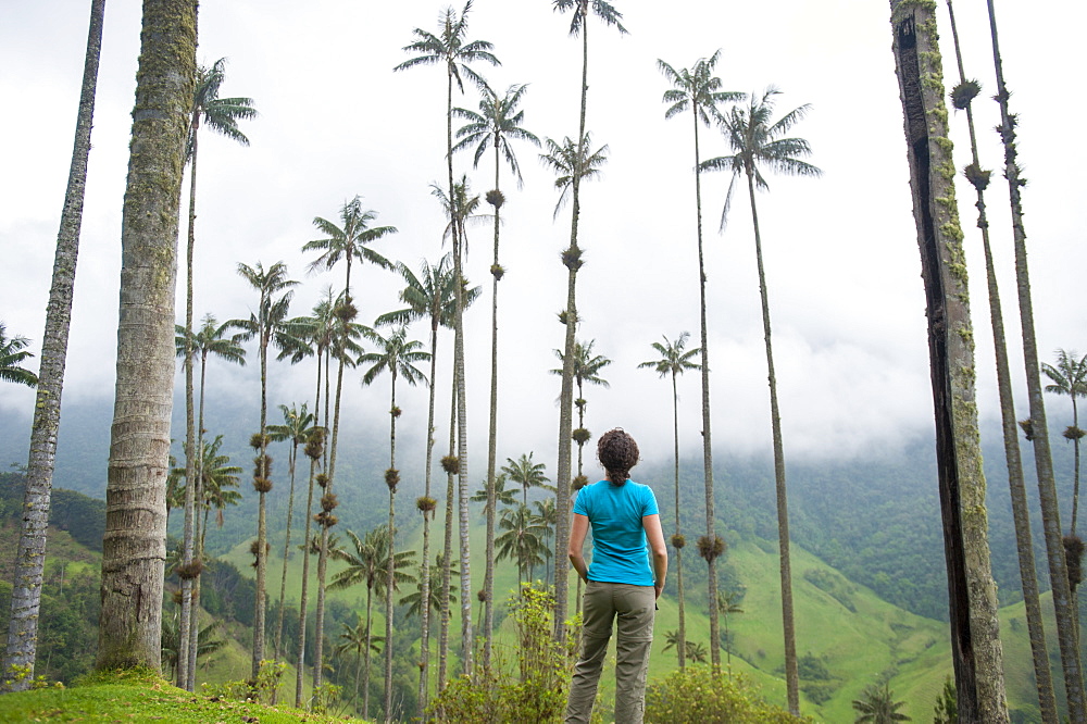 Standing among Wax palms which are the highest in the world in the Cocora valley, Colombia, South America