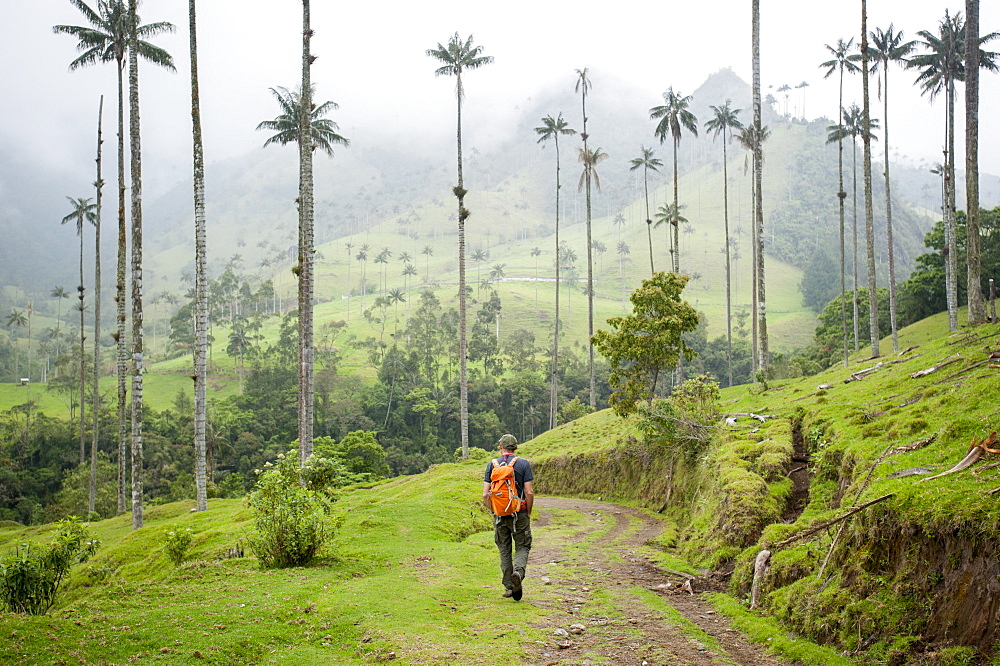 Walking through Wax palms which are the highest in the world in the Cocora valley, Colombia, South America