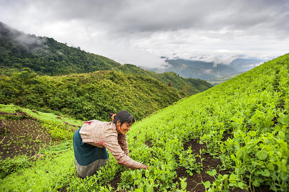 A woman clears away weeds in a pea field in north east India, India, Asia