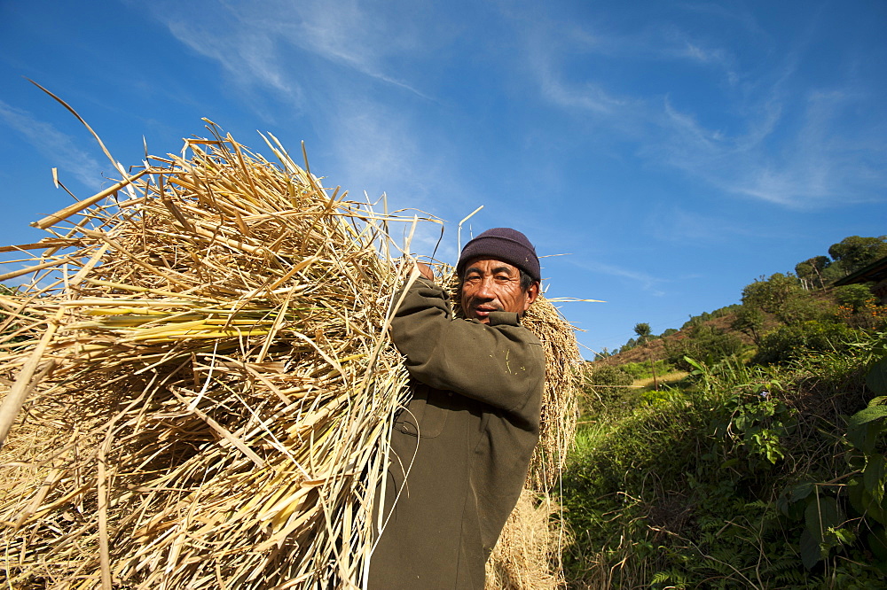 A man holds up a bundle of freshly harvested rice, Mongar District, Bhutan, Asia