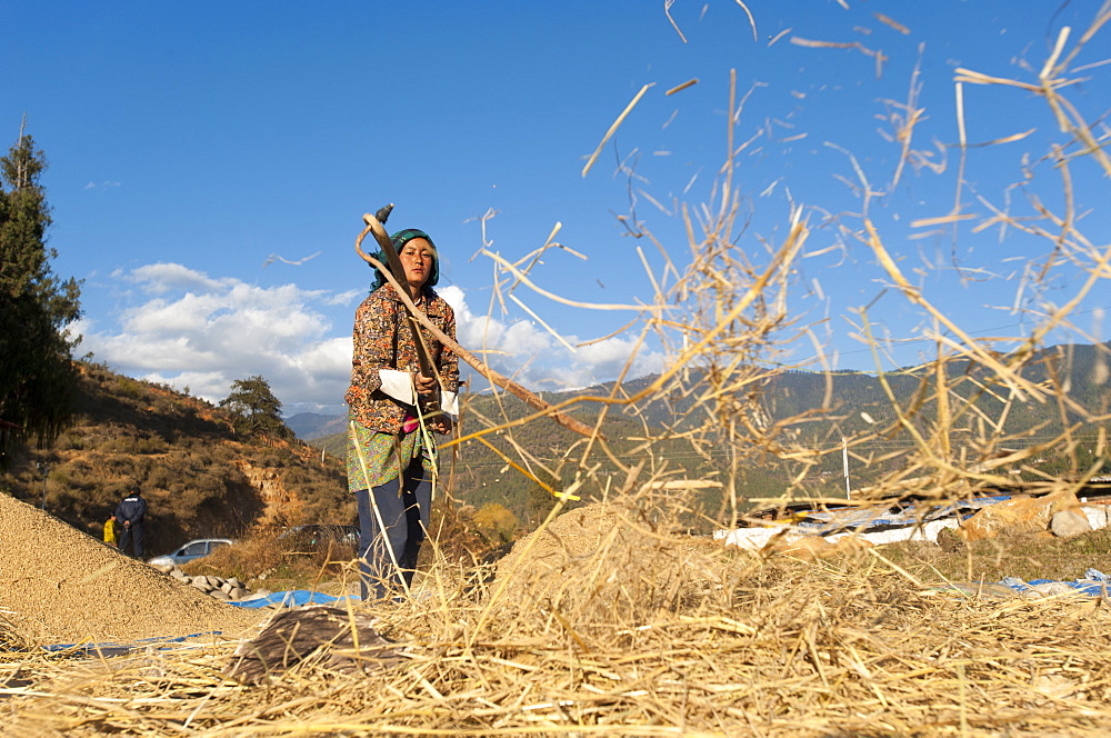 A girl removes grains of rice using a flail, Paro District, Bhutan, Asia