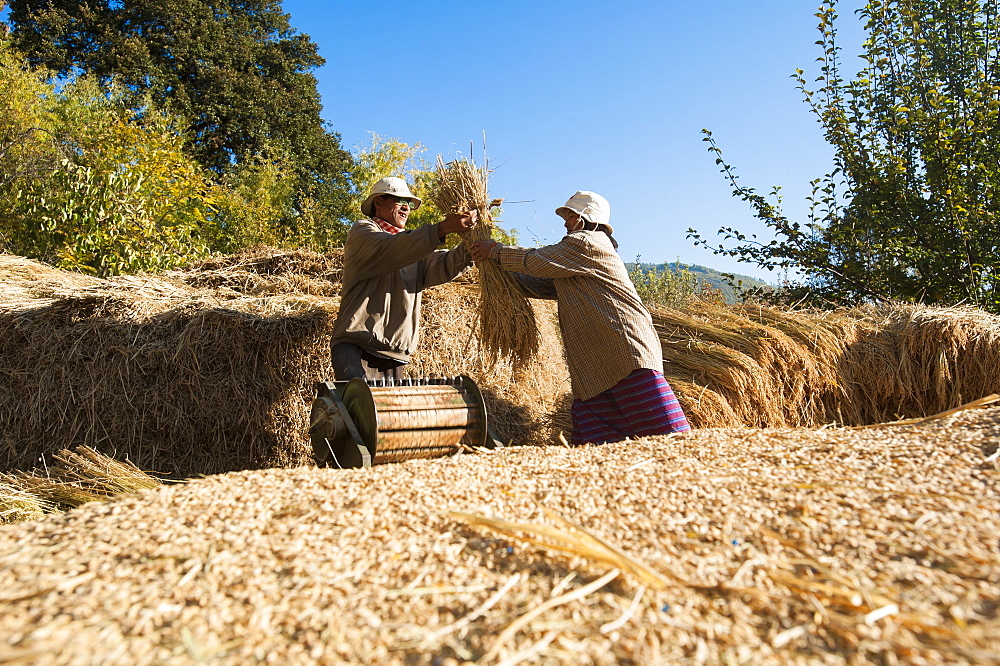 Farmers remove grains of rice using a manually powered threshing machine in Paro District, Bhutan, Asia