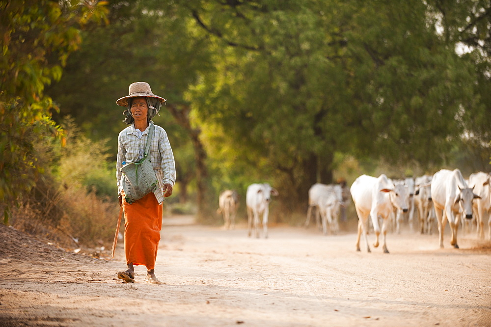 A farmer with her herd of cows, Mandalay region, Myanmar (Burma), Asia