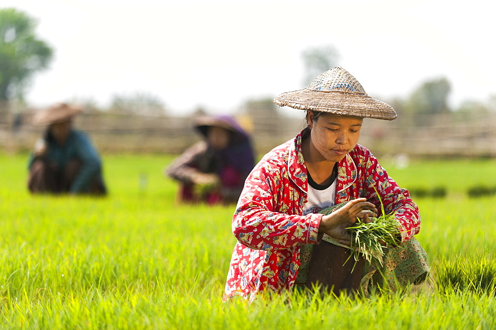 A woman harvests young rice into bundles to be re-planted spaced further apart, Kachin State, Myanmar (Burma), Asia