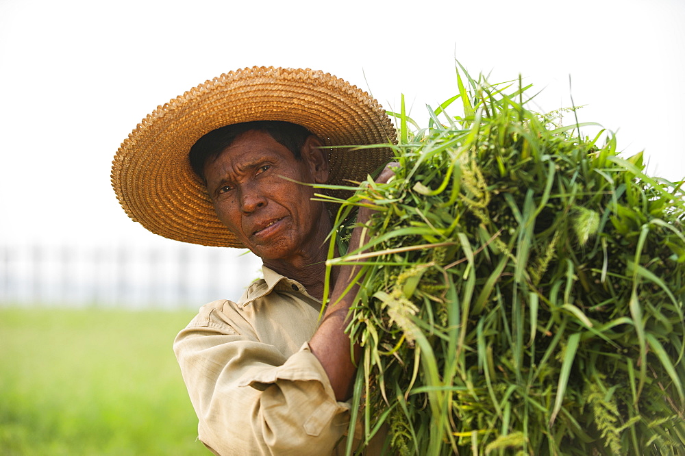 A man holds a bundle of grass which he has cleared from rice paddies, Mandalay State, Myanmar (Burma), Asia