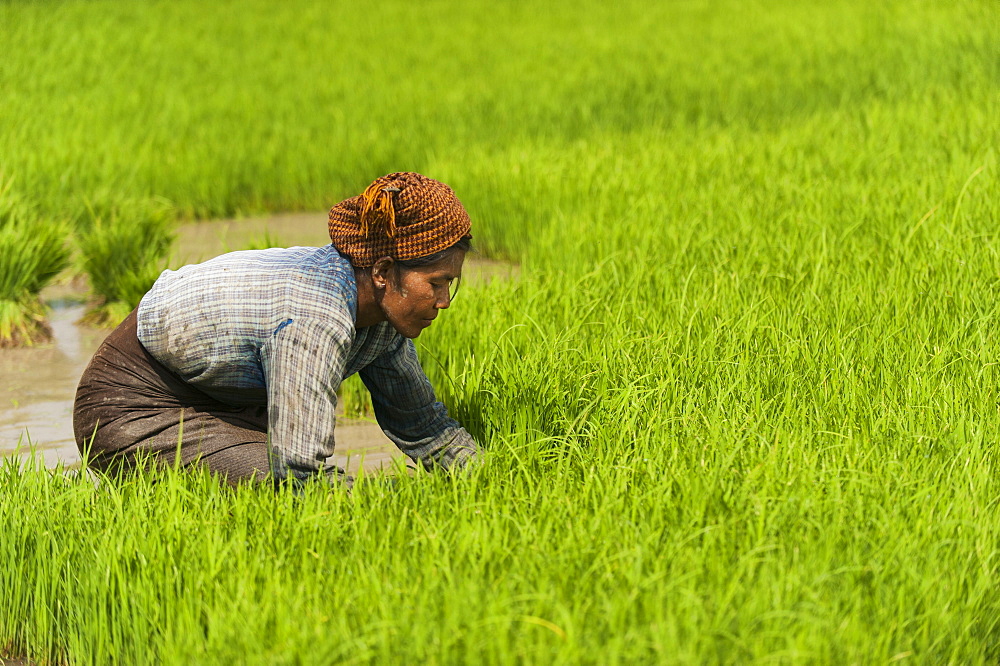 A woman near Inle Lake harvests young rice into bundles tol be re-planted spaced further apart to allow the rice to grow, Shan State, Myanmar (Burma), Asia