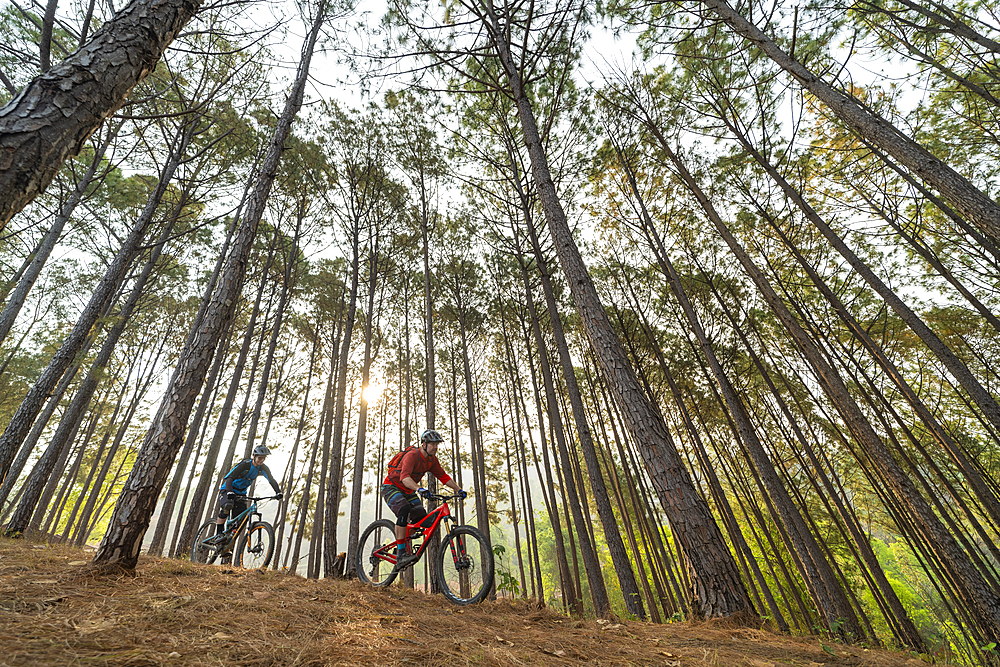 Mountain bikers descend through a forest at sunrise, Nuwacot, Nepal, Asia