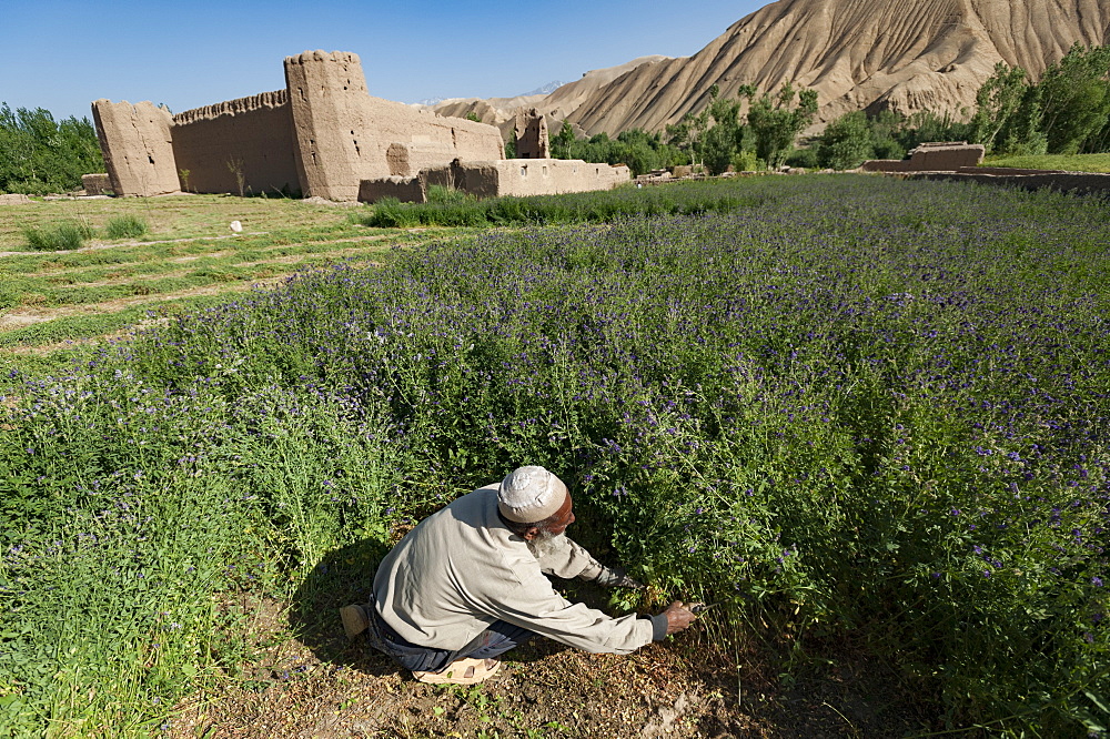 A farmer cuts purple flowers which will be used as fodder, Bamiyan Province, Afghanistan, Asia