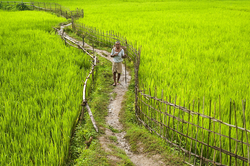 A pathway through the rice paddies in the Chittangong Hill Tracts, Bangladesh, Asia