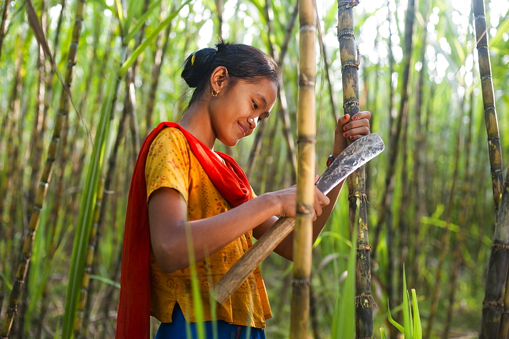 A girl harvests sugarcane in the Rangamati District in the Chittagong Hill Tracts, Bangladesh, Asia