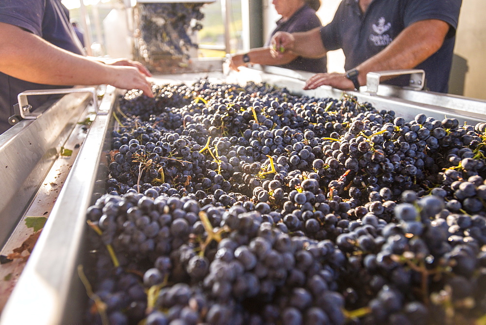 Sorting freshly harvested grapes at a winery in the Alto Douro region of Portugal, Europe