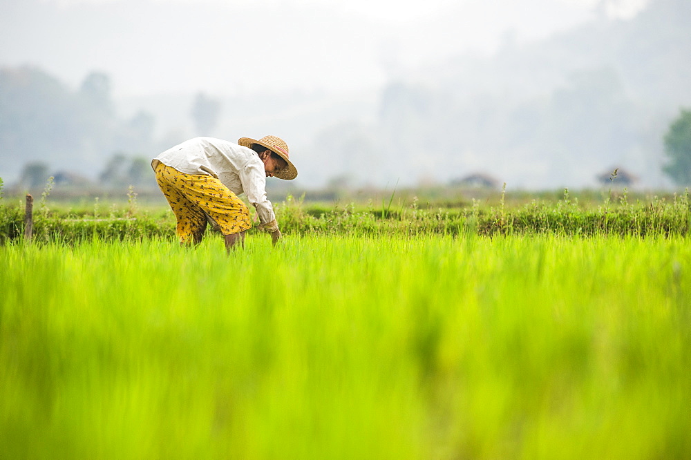 A woman plants rice in paddies near Myitkyina, Myanmar (Burma), Asia