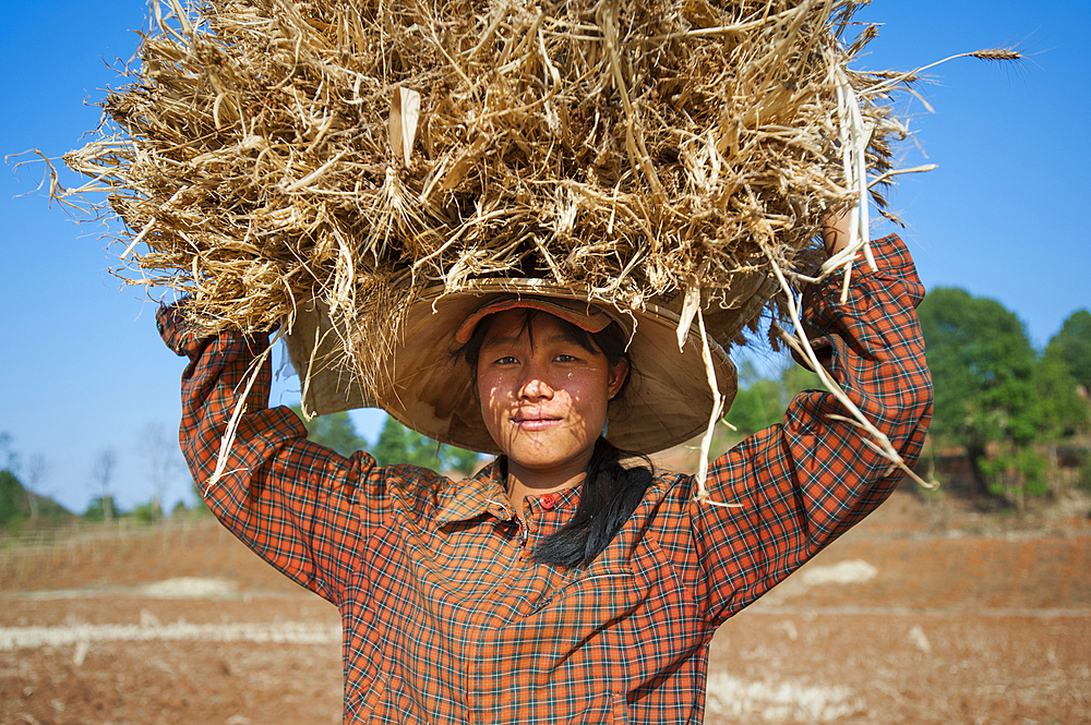 A girl carries a bundle of freshly harvested wheat on her head, near Pindaya in Shan State, Myanmar (Burma), Asia