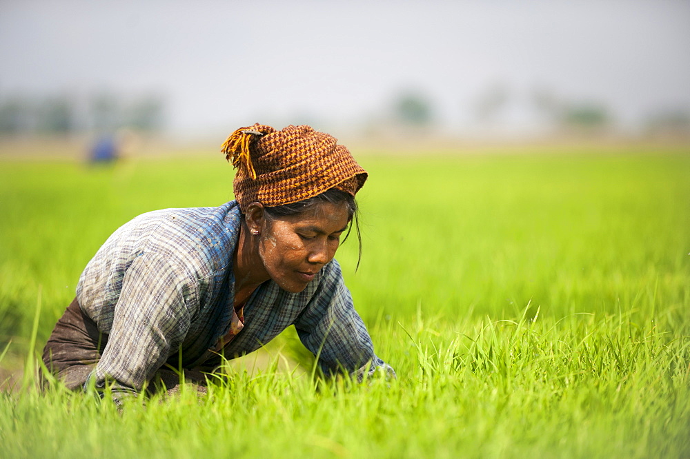 A woman near Inle Lake harvests young rice into bundles which will be re-planted spaced further apart to allow the rice to grow, Shan State, Myanmar (Burma), Asia