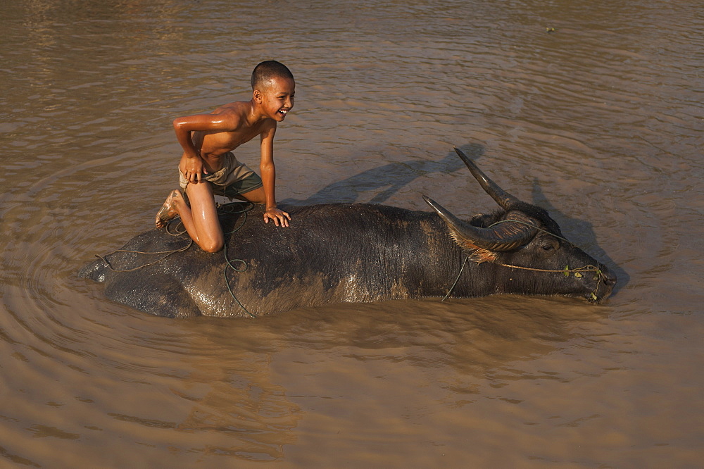 A boy takes his buffalo into Inle Lake for a wash, Shan State, Myanmar (Burma), Asia