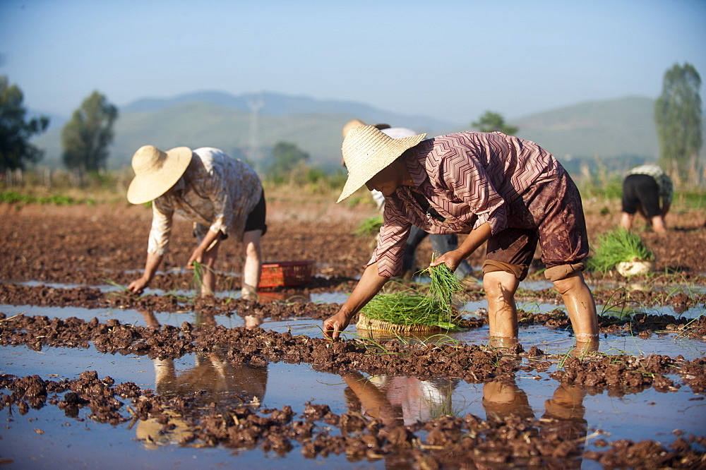 Women working in the fields plant vegetables in Yunnan Province, China, Asia