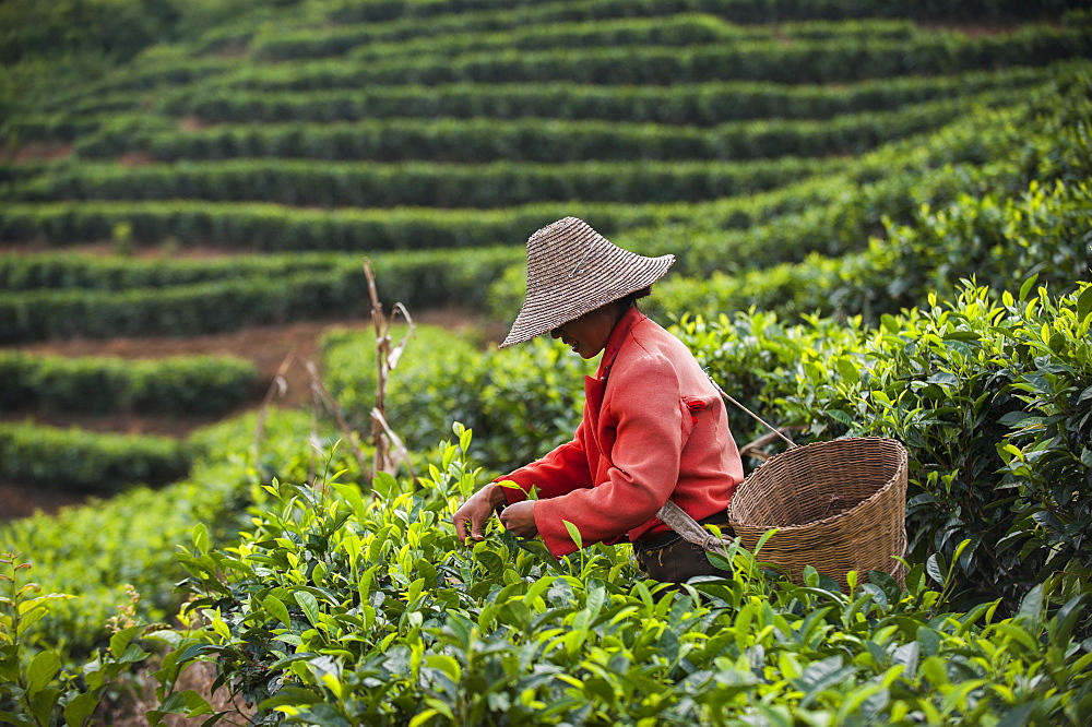 A woman collects tea leaves on a Puer tea estate in Yunnan Province, China, Asia