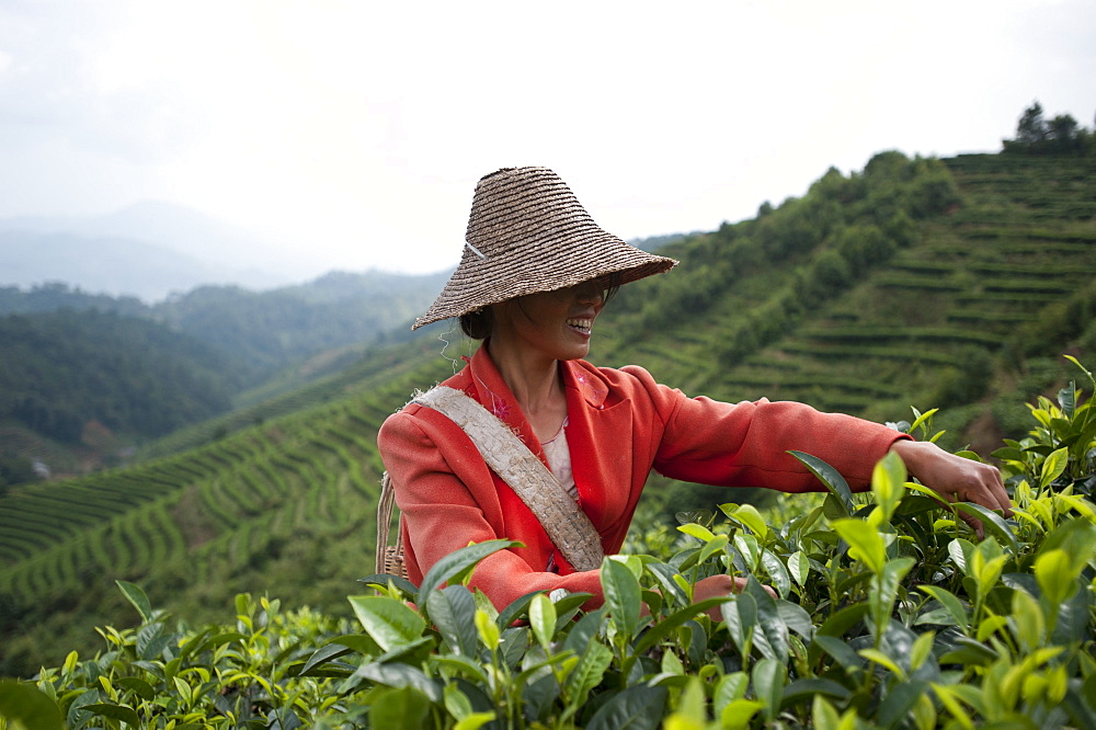 A woman collects tea leaves on a Puer tea estate in Yunnan Province, China, Asia